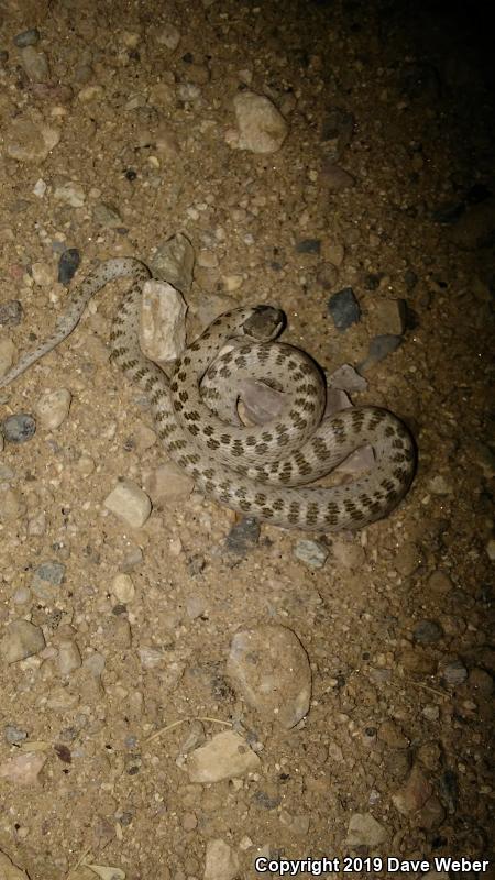 Collar Nightsnake (Hypsiglena torquata)