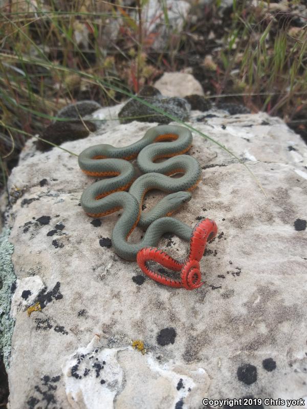 Regal Ring-necked Snake (Diadophis punctatus regalis)