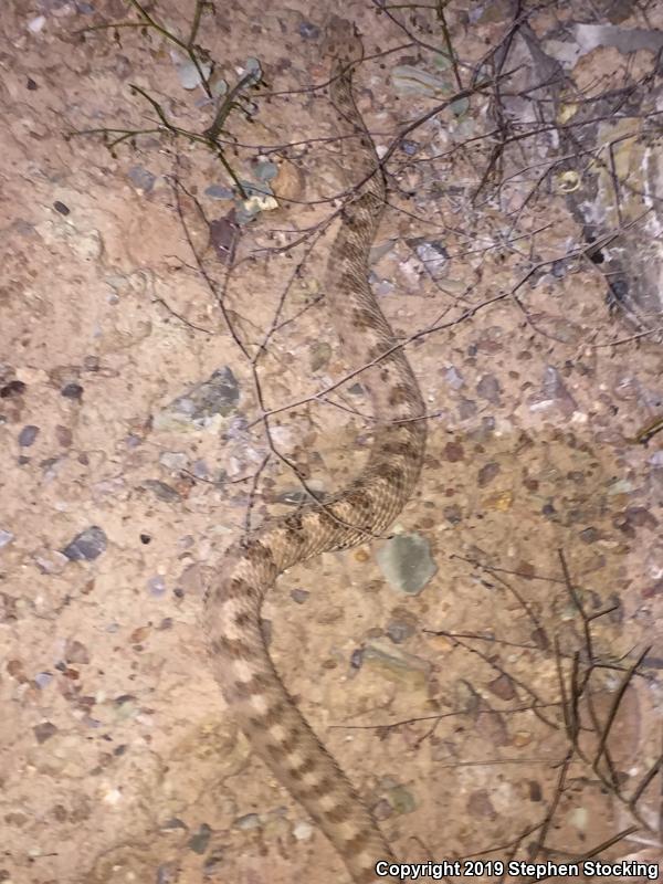 Mojave Desert Sidewinder (Crotalus cerastes cerastes)