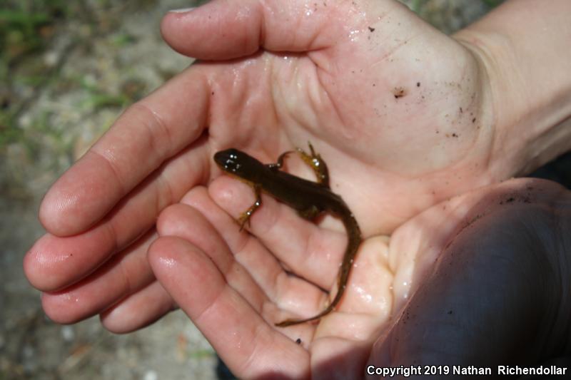 Red-Spotted Newt (Notophthalmus viridescens viridescens)