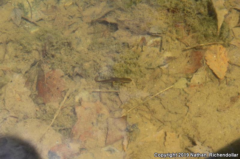 Red-Spotted Newt (Notophthalmus viridescens viridescens)