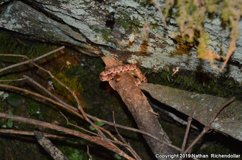 Northern  Copperhead (Agkistrodon contortrix mokasen)