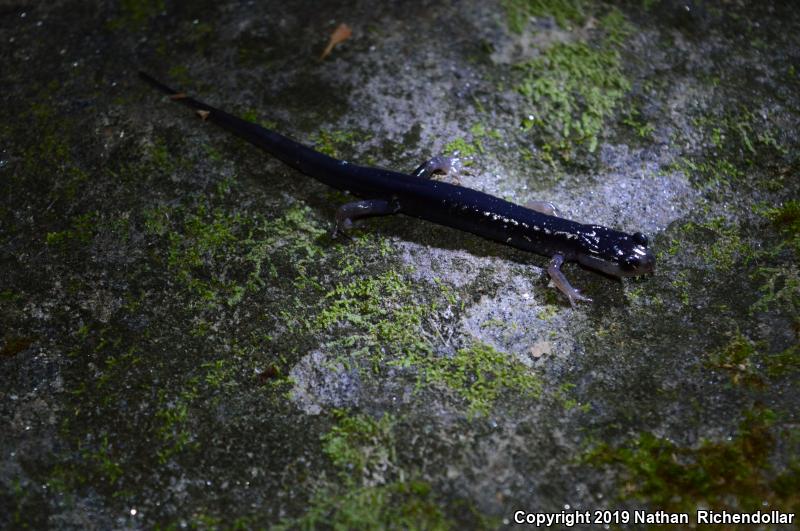 Blue Ridge Gray-cheeked Salamander (Plethodon amplus)
