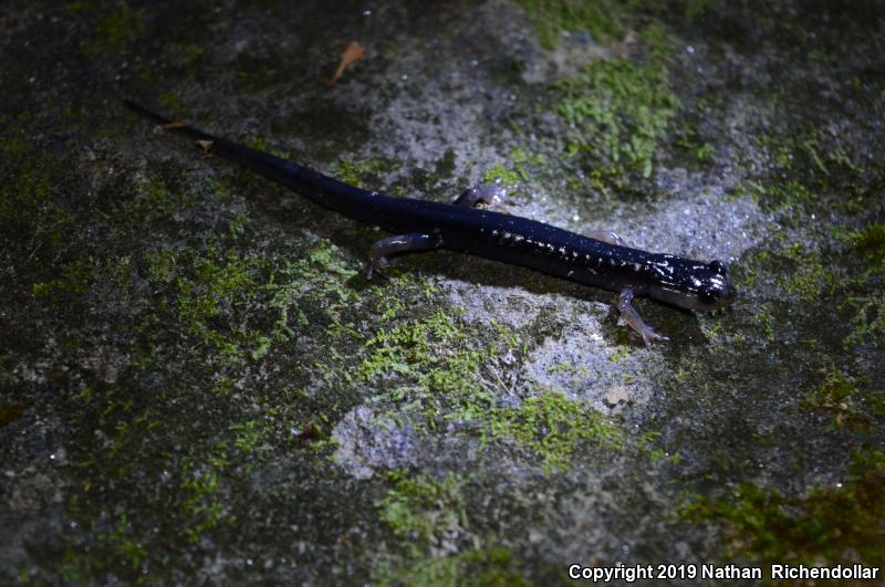 Blue Ridge Gray-cheeked Salamander (Plethodon amplus)