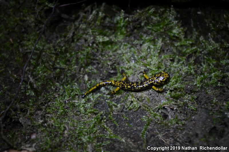 Green Salamander (Aneides aeneus)