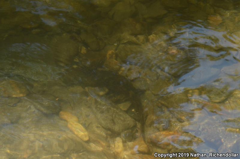 Eastern Hellbender (Cryptobranchus alleganiensis alleganiensis)