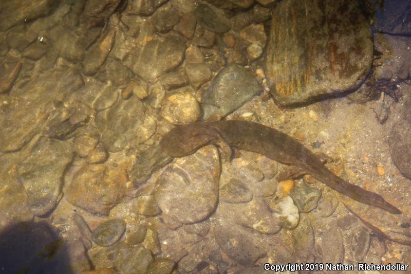 Eastern Hellbender (Cryptobranchus alleganiensis alleganiensis)