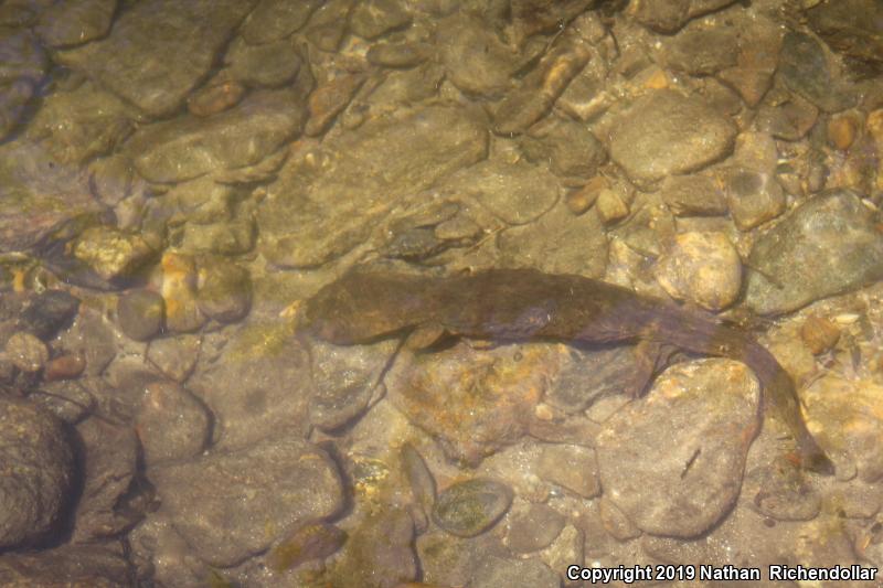 Eastern Hellbender (Cryptobranchus alleganiensis alleganiensis)