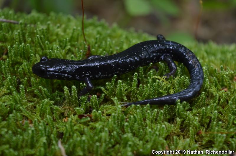 Southern Appalachian Salamander (Plethodon teyahalee)