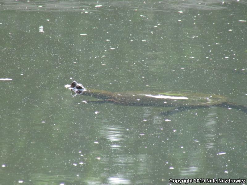 Snapping Turtle (Chelydra serpentina)