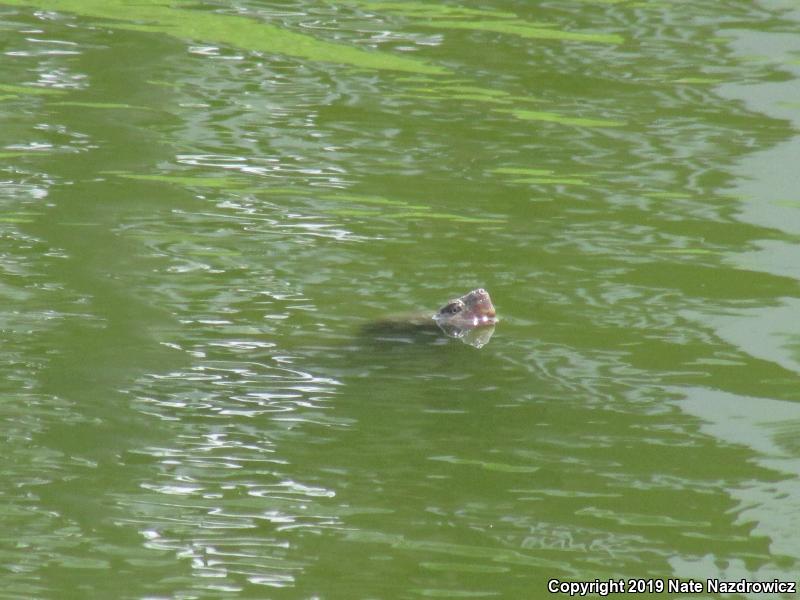 Snapping Turtle (Chelydra serpentina)