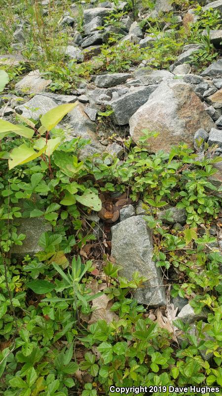 Northern  Copperhead (Agkistrodon contortrix mokasen)