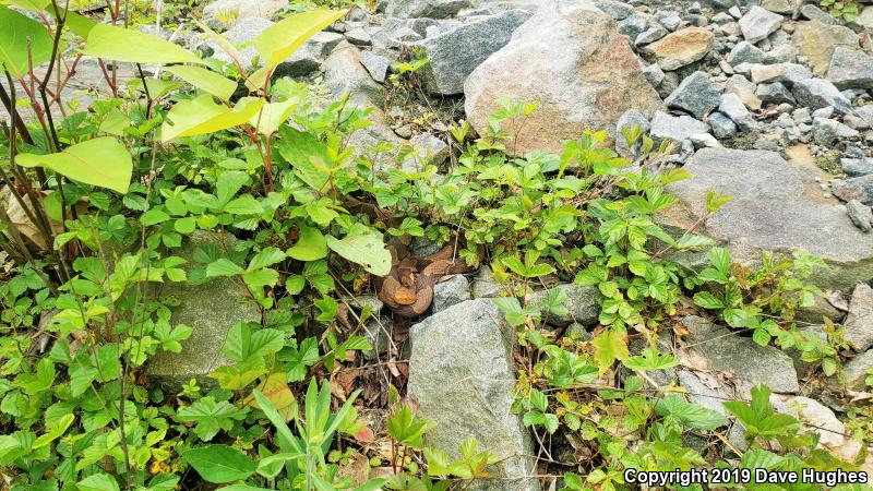 Northern  Copperhead (Agkistrodon contortrix mokasen)