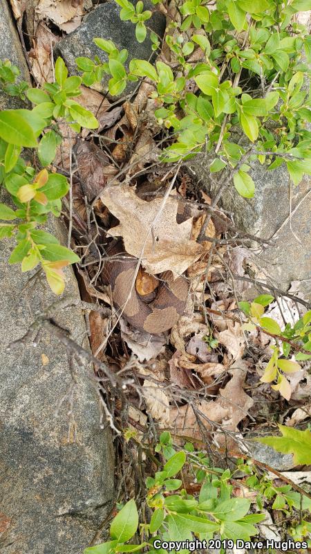 Northern  Copperhead (Agkistrodon contortrix mokasen)