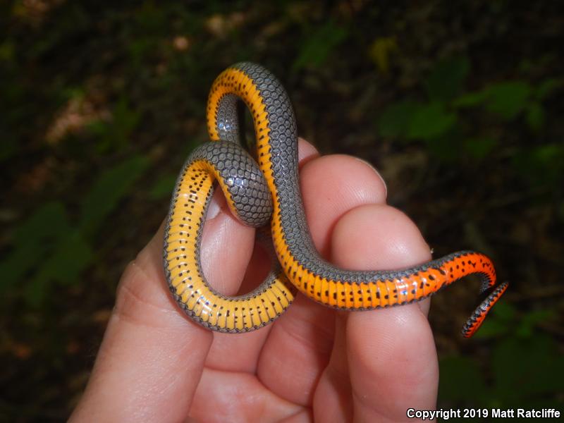 Prairie Ring-necked Snake (Diadophis punctatus arnyi)