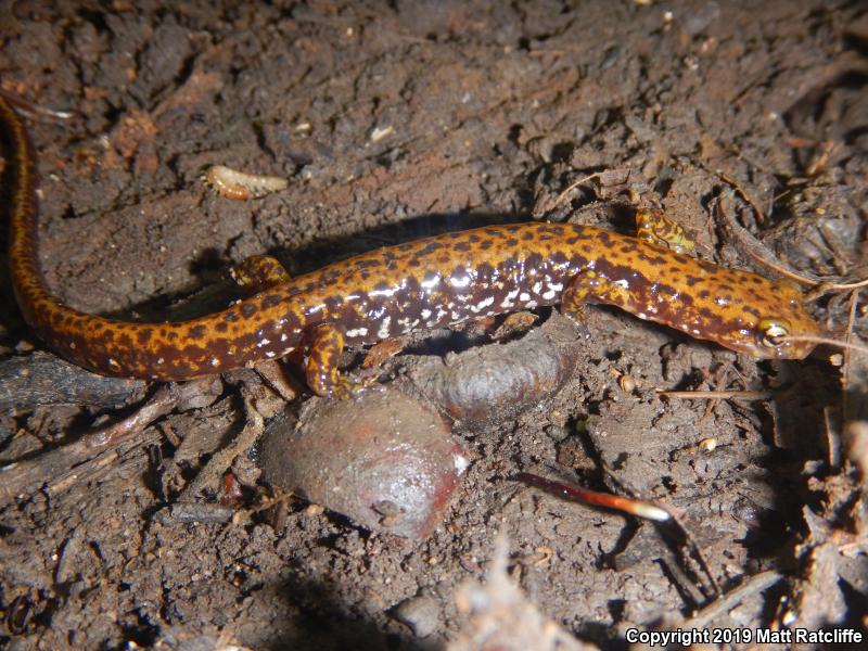 Dark-sided Salamander (Eurycea longicauda melanopleura)