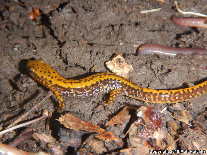 Dark-sided Salamander (Eurycea longicauda melanopleura)