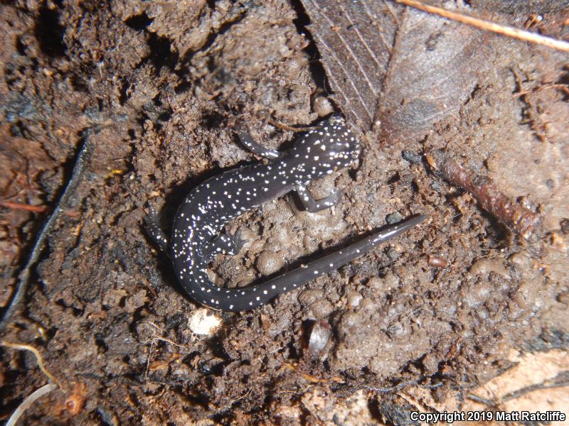 Western Slimy Salamander (Plethodon albagula)