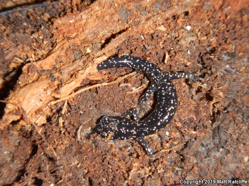 Western Slimy Salamander (Plethodon albagula)