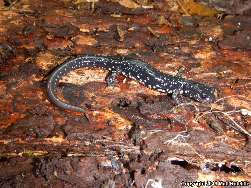 Western Slimy Salamander (Plethodon albagula)