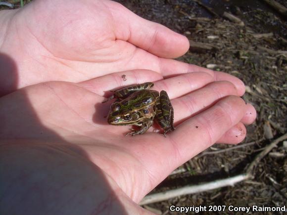 Northern Leopard Frog (Lithobates pipiens)