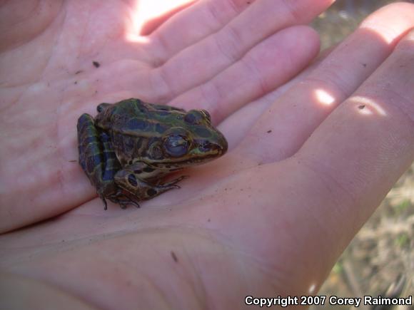 Northern Leopard Frog (Lithobates pipiens)