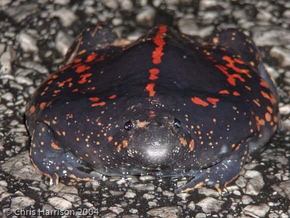 Burrowing Toad (Rhinophrynus dorsalis)