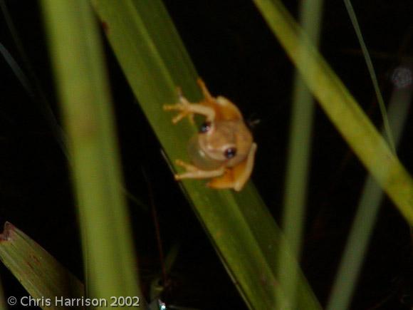 Yellow Treefrog (Dendropsophus microcephalus)