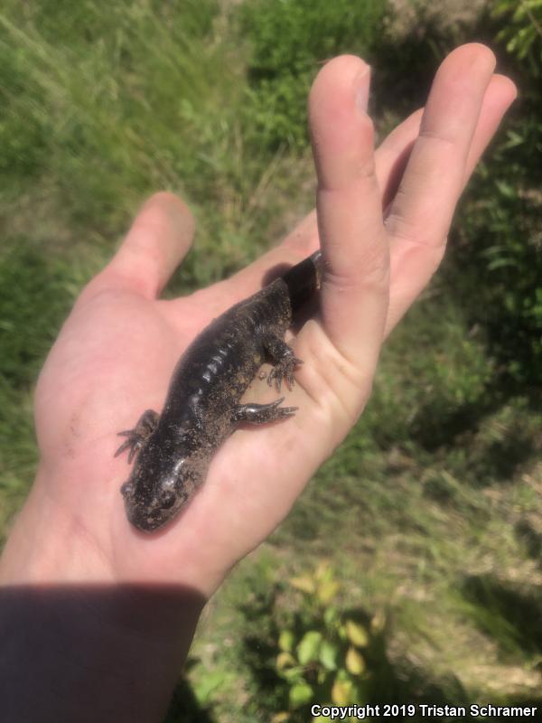 Eastern Tiger Salamander (Ambystoma tigrinum)