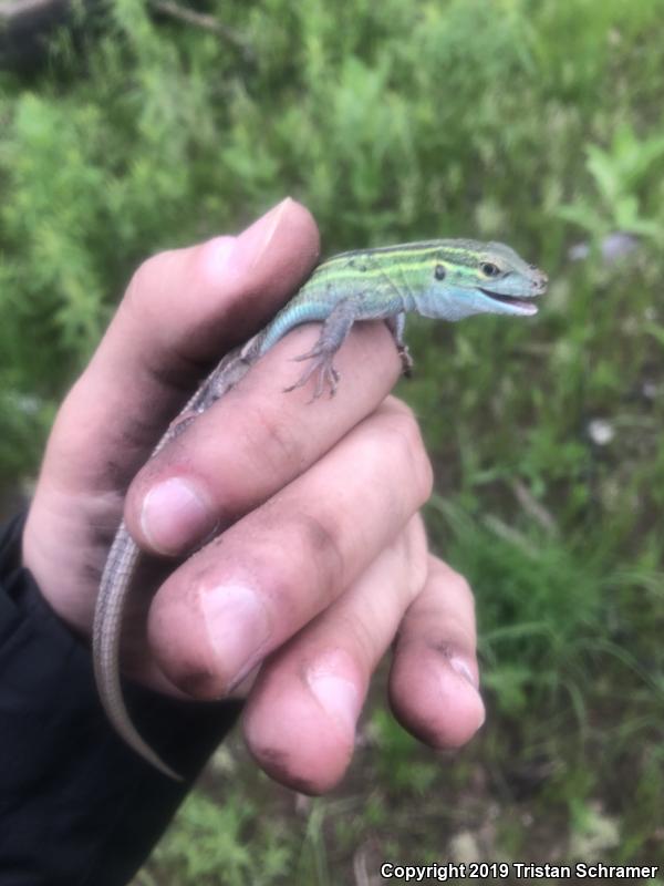 Six-lined Racerunner (Aspidoscelis sexlineata)