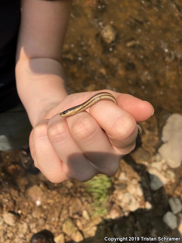 Queensnake (Regina septemvittata)