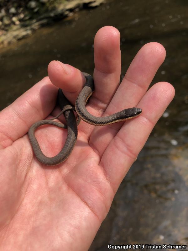 Queensnake (Regina septemvittata)