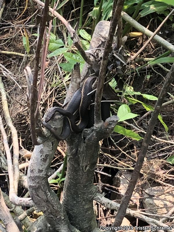 Queensnake (Regina septemvittata)