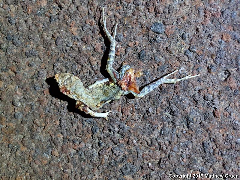 Western Zebra-tailed Lizard (Callisaurus draconoides rhodostictus)