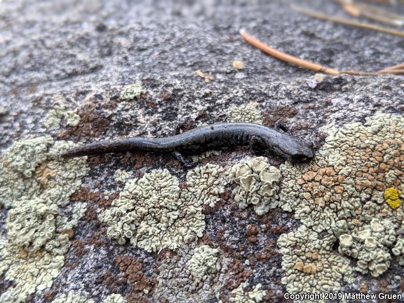 Kern Plateau Salamander (Batrachoseps robustus)