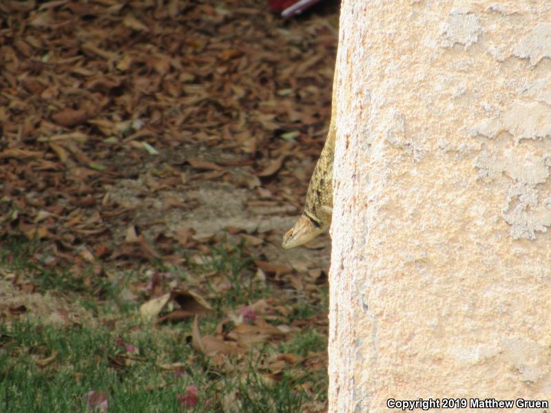 Desert Spiny Lizard (Sceloporus magister)