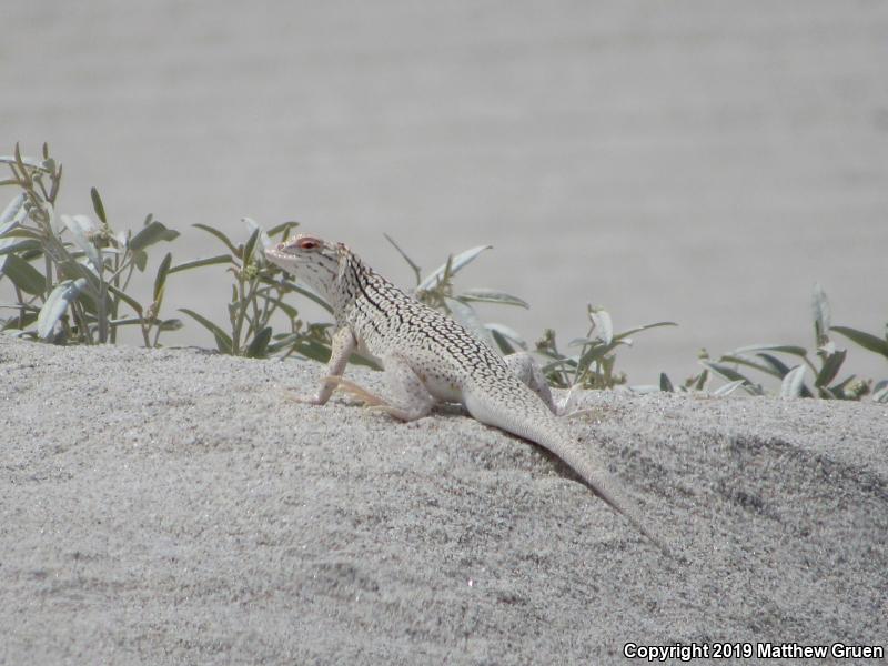 Coachella Valley Fringe-toed Lizard (Uma inornata)