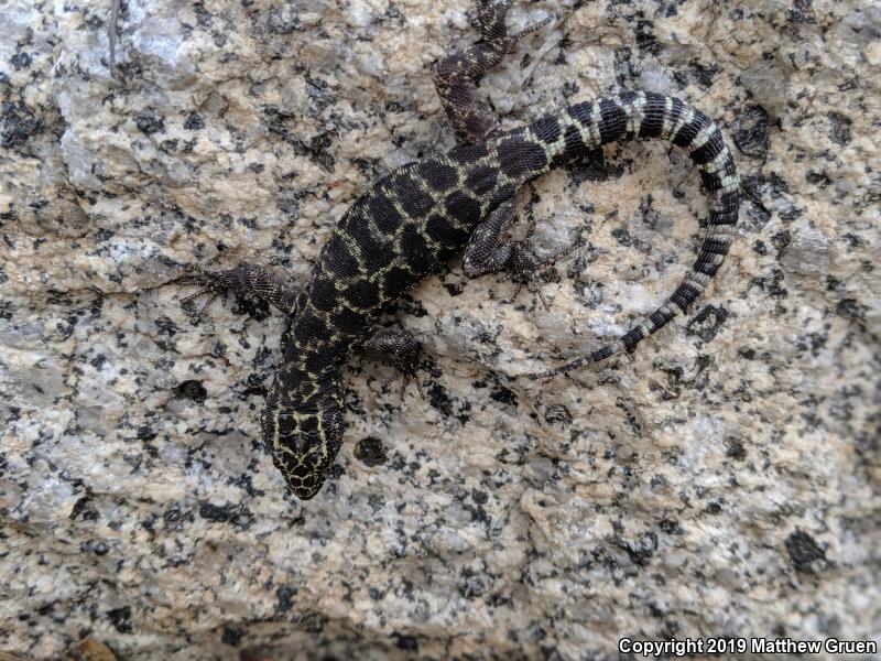 Granite Night Lizard (Xantusia henshawi)