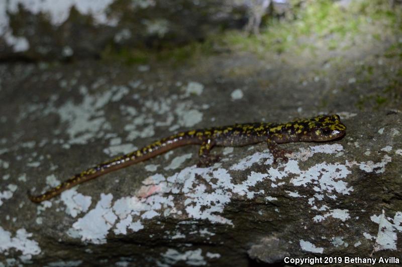 Green Salamander (Aneides aeneus)