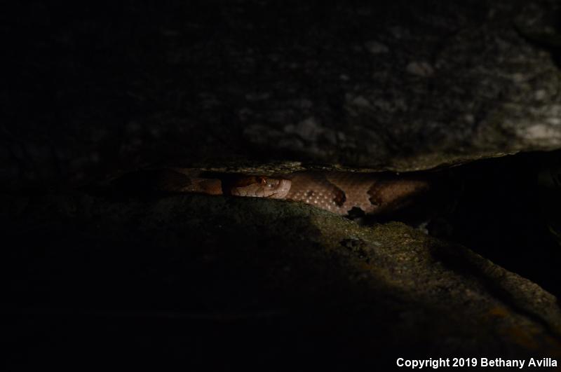 Northern  Copperhead (Agkistrodon contortrix mokasen)