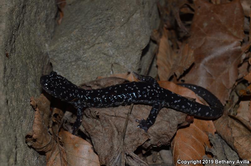 Yonahlossee Salamander (Plethodon yonahlossee)