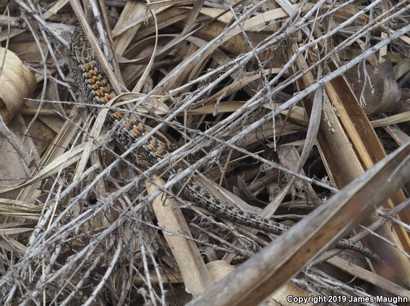 San Francisco Alligator Lizard (Elgaria coerulea coerulea)