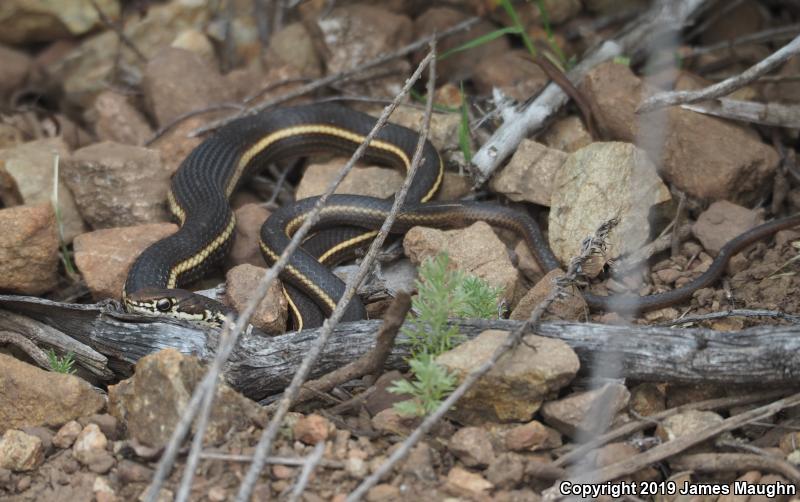 California Striped Racer (Coluber lateralis lateralis)