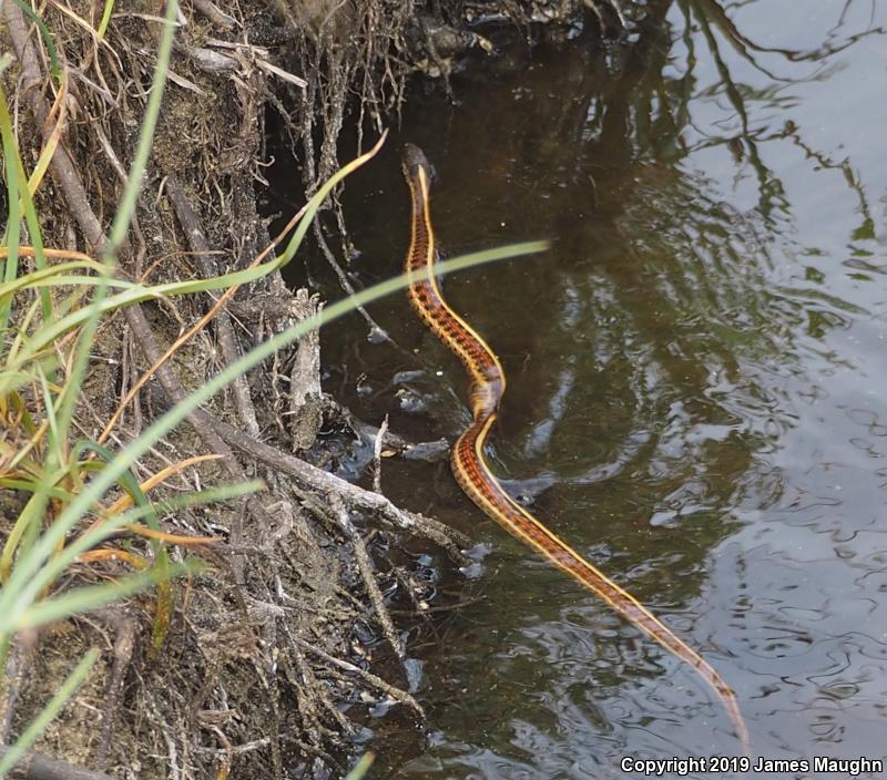 Coast Gartersnake (Thamnophis elegans terrestris)