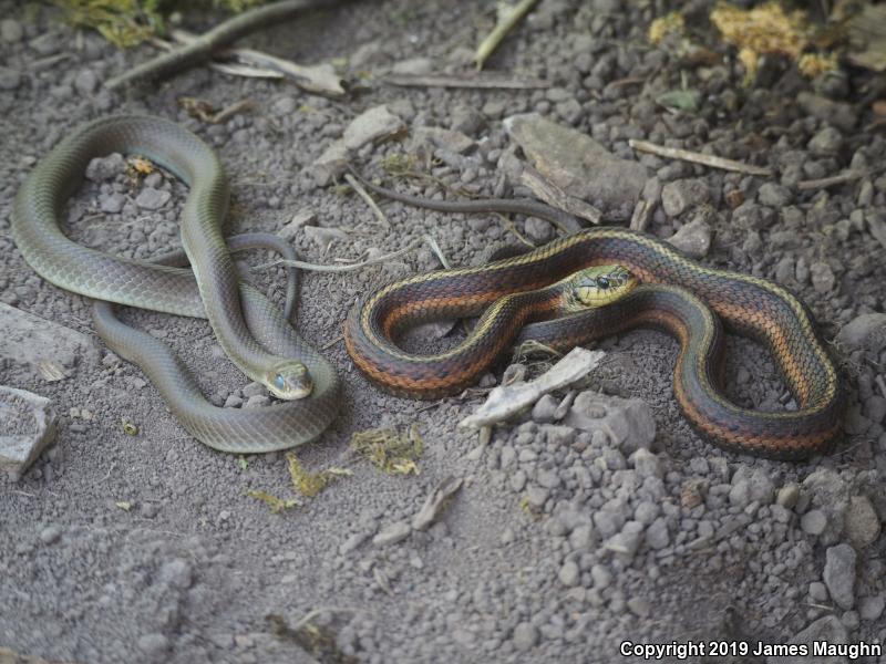 Coast Gartersnake (Thamnophis elegans terrestris)