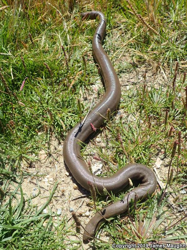 Northern Rubber Boa (Charina bottae)