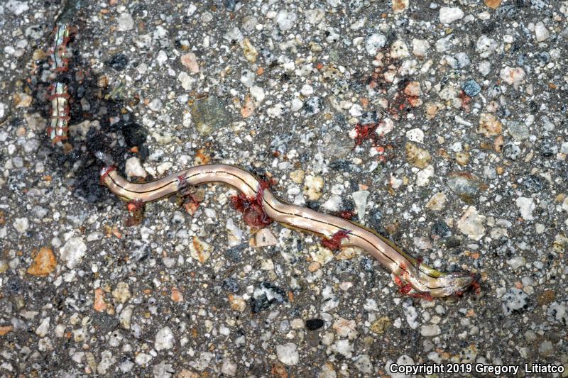 California Legless Lizard (Anniella pulchra)