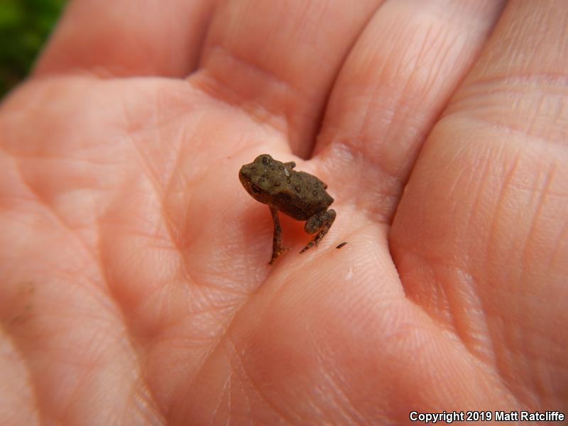 Dwarf American Toad (Anaxyrus americanus charlesmithi)