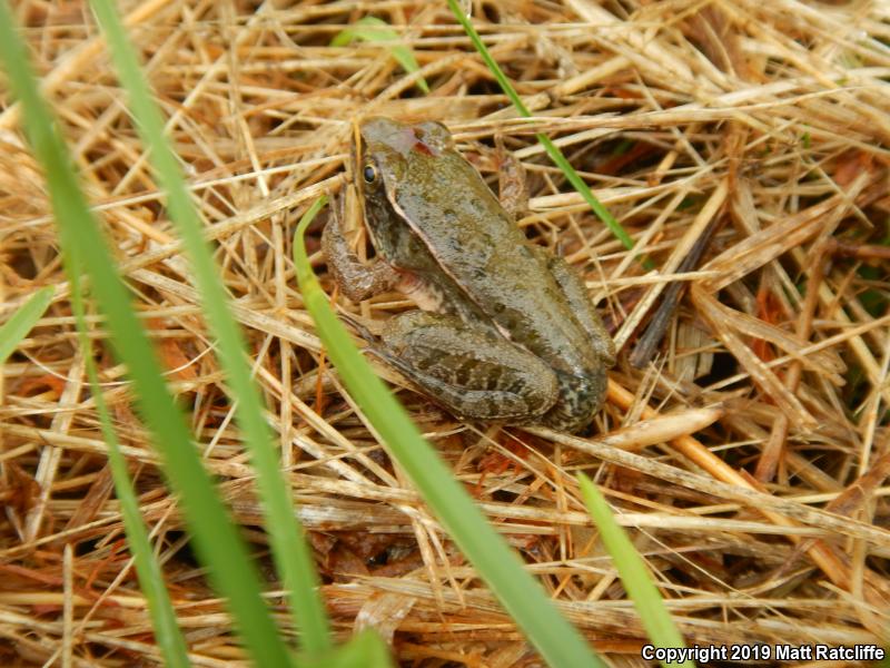 Southern Leopard Frog (Lithobates sphenocephalus utricularius)