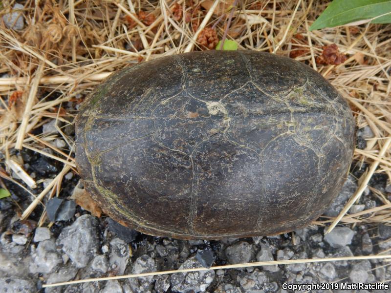 Eastern Musk Turtle (Sternotherus odoratus)